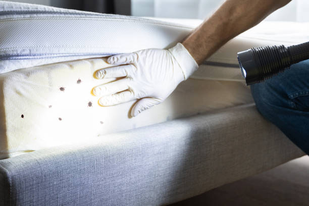 Best Mosquito Control Services  in Gower, MO