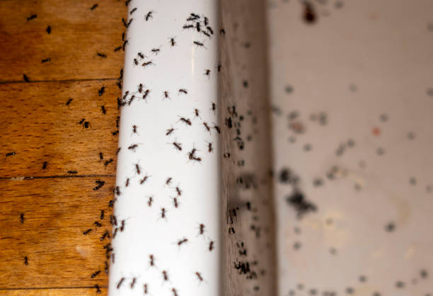 Best Local Pest Control Services  in Gower, MO