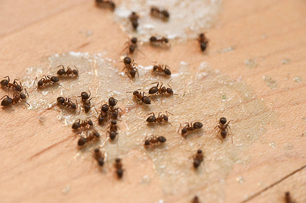 Best Pest Prevention Services  in Gower, MO